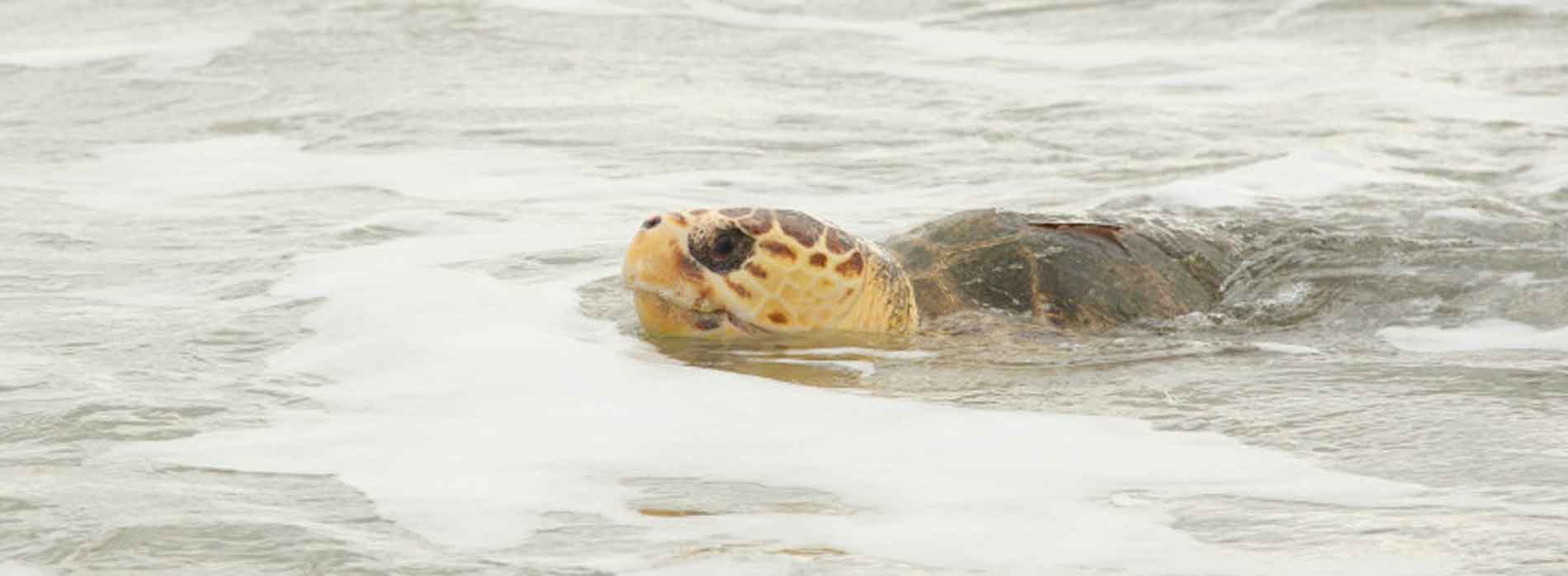 Sea turtle in shallow water
