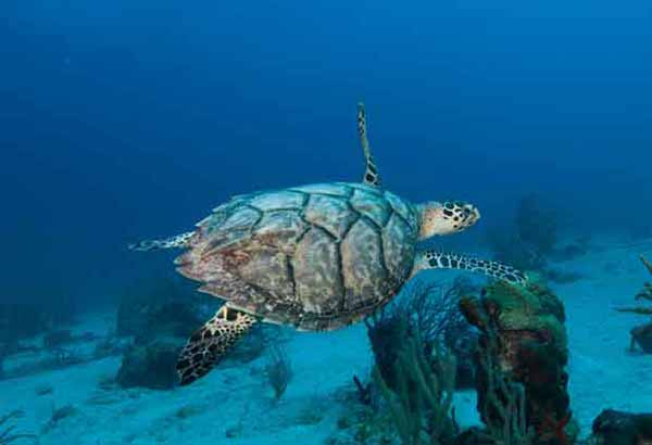 Sea turtle swimming in a coral reef