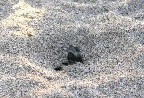 Sea turtle hatchling emerging from the nest