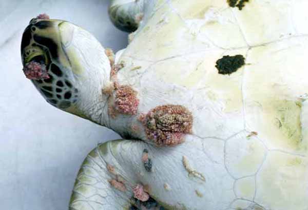 Green sea turtle with fibropapillomas
