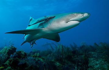 A great white shark swims close to the bottom. Multiple remora can be seen attached to the shark.