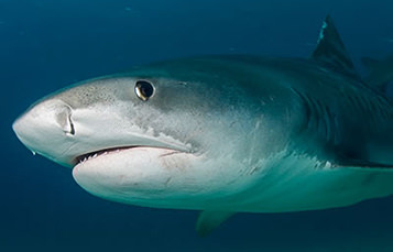 Close up of a shark's head