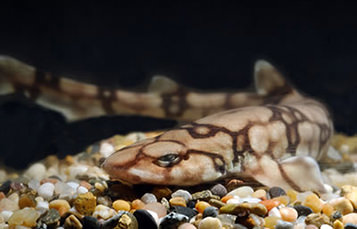 A small, tan and brown patterned shark rests on pebbles and appears well-camouflaged.