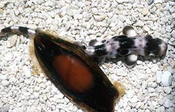 A gray and black striped shark sits on white pebbles, viewed from above