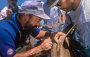 Researchers stand around a shark in shallow water and inspect its dorsal fin