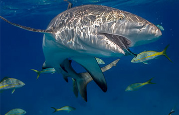 A shark eats a fish underwater