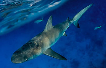 Viewed from above, a shark swims near the surface.