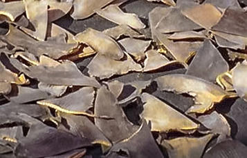 A pile of cut-off shark fins.