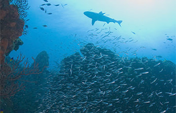 A distant shark swims behind a school of fish above a reef.