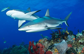 Two sharks swim low over a reef in shallow water
