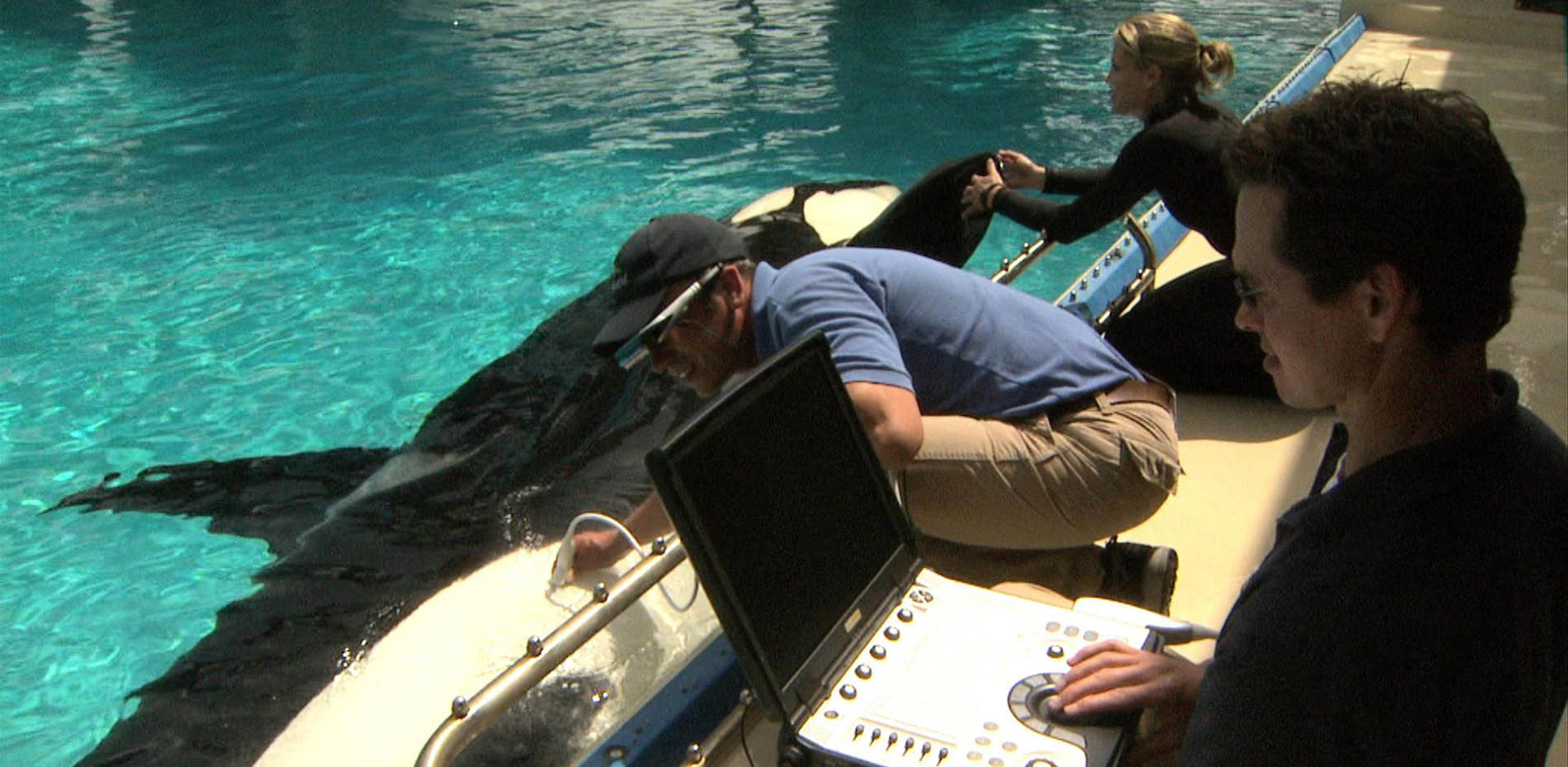Veterinarian taking an ultrasound of a killer whale poolside