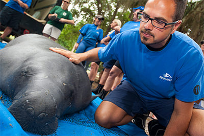 Rescue team member with manatee