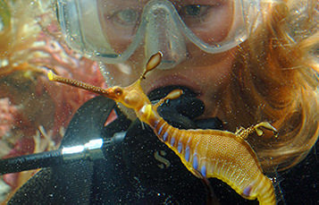 scuba diver looking at seahorse underwater