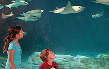 boy and girl looking at aquarium with sting rays