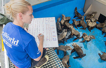 Sea World animal care specialist marking observations on seal pups