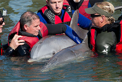 Sea World rescue team with two bottlenose dolphins