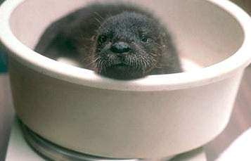 otter pup on a scale