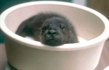 Otter being weighed