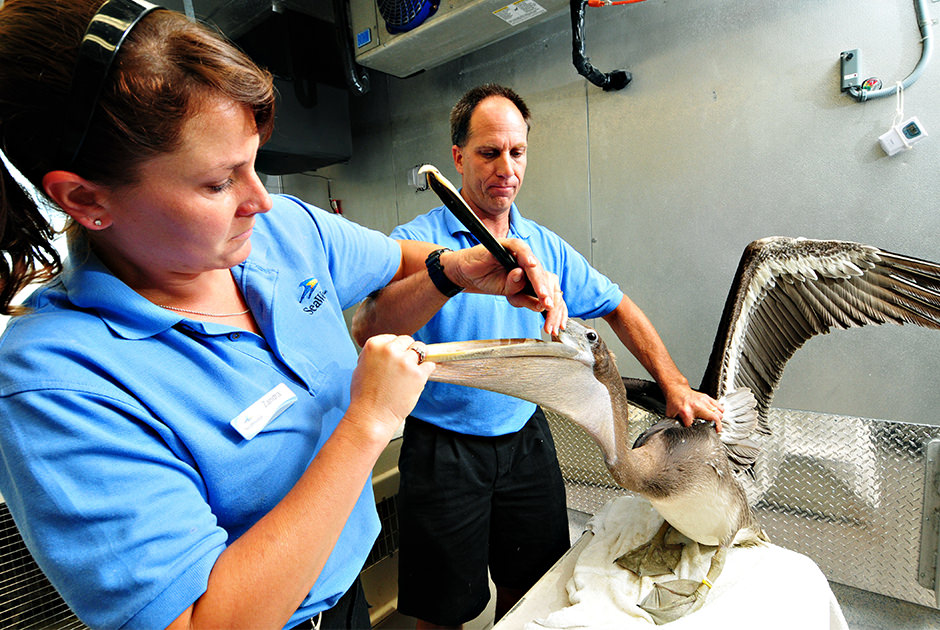 An aviculturist examines a pelican