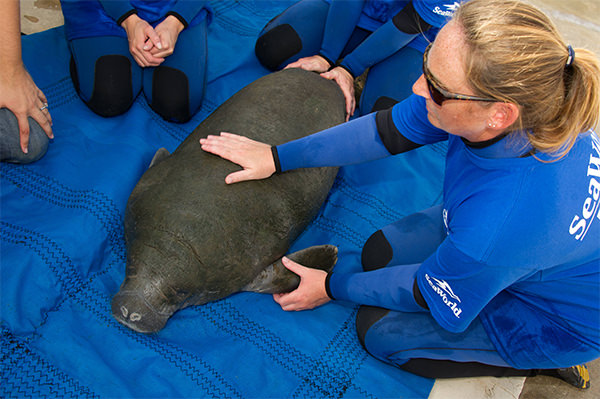 A rescue team examines a manatee out of the water