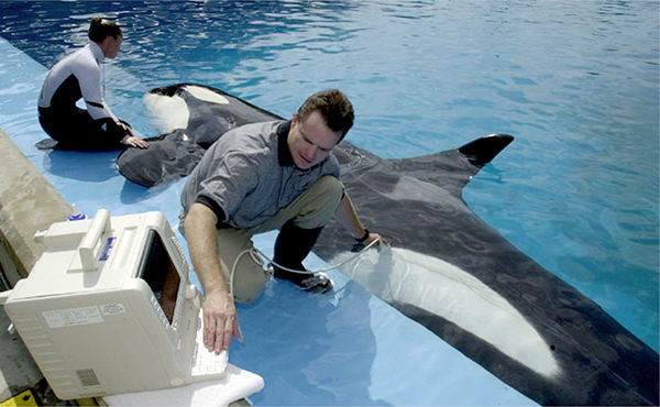 A veterinarian examines an orca at the edge of a pool