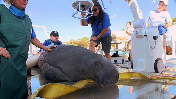 Veterinarians take x-ray images of a manatee using a portable machine