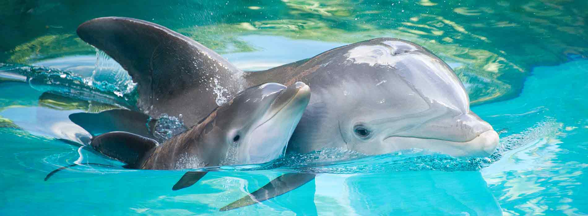Mother dolphin and calf swimming along side