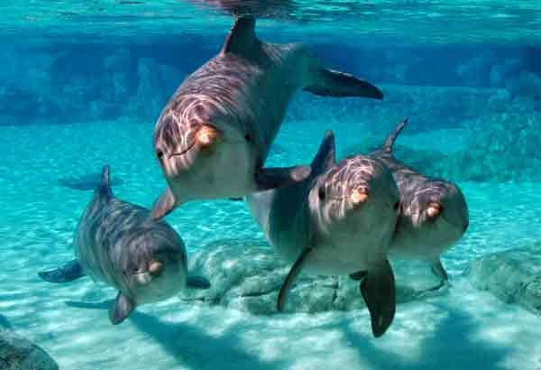 Group of six dolphins