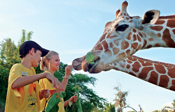 9-12 Day Camps at Busch Gardens Tampa Bay
