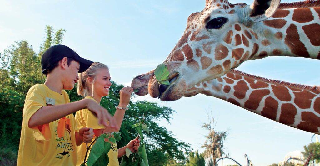 9-12 Day Camps at Busch Gardens Tampa Bay