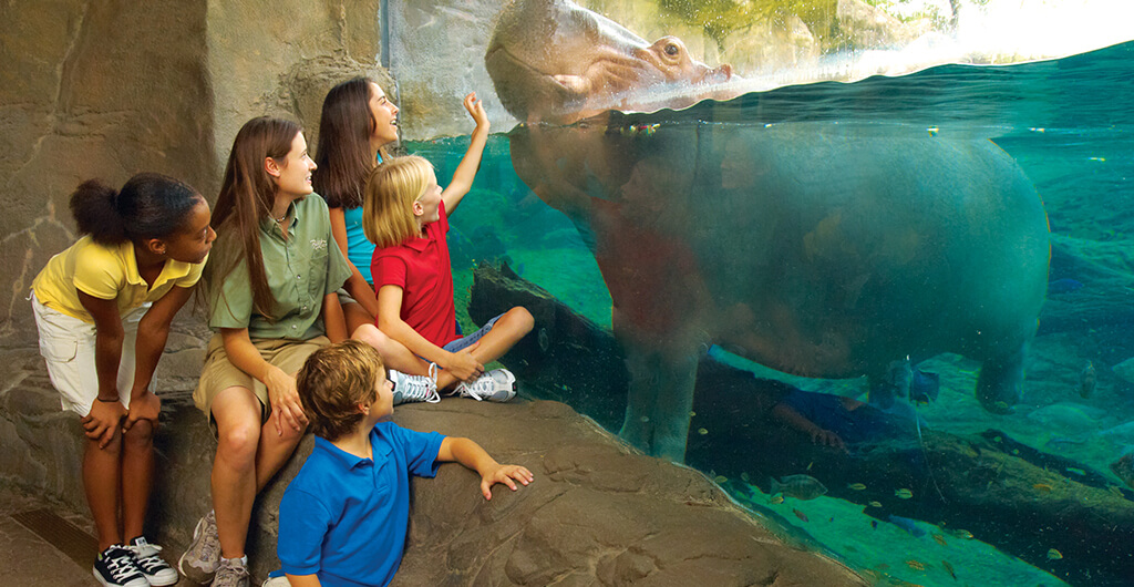 Teachers and Educators Camps at Busch Gardens Tampa Bay