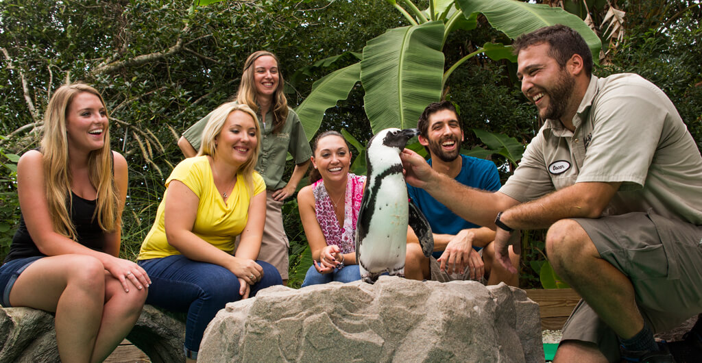 Get up close and interactive with the penguin insider tour