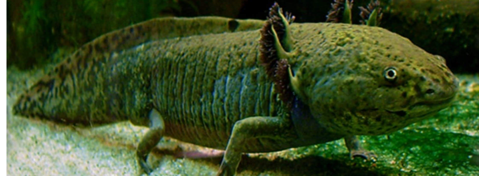 Axolotl