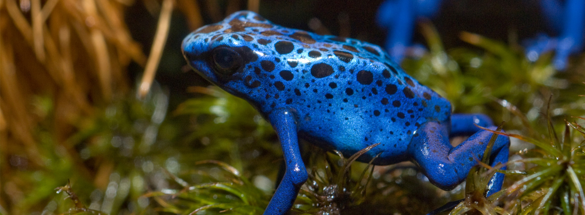 Poison Dart Frog