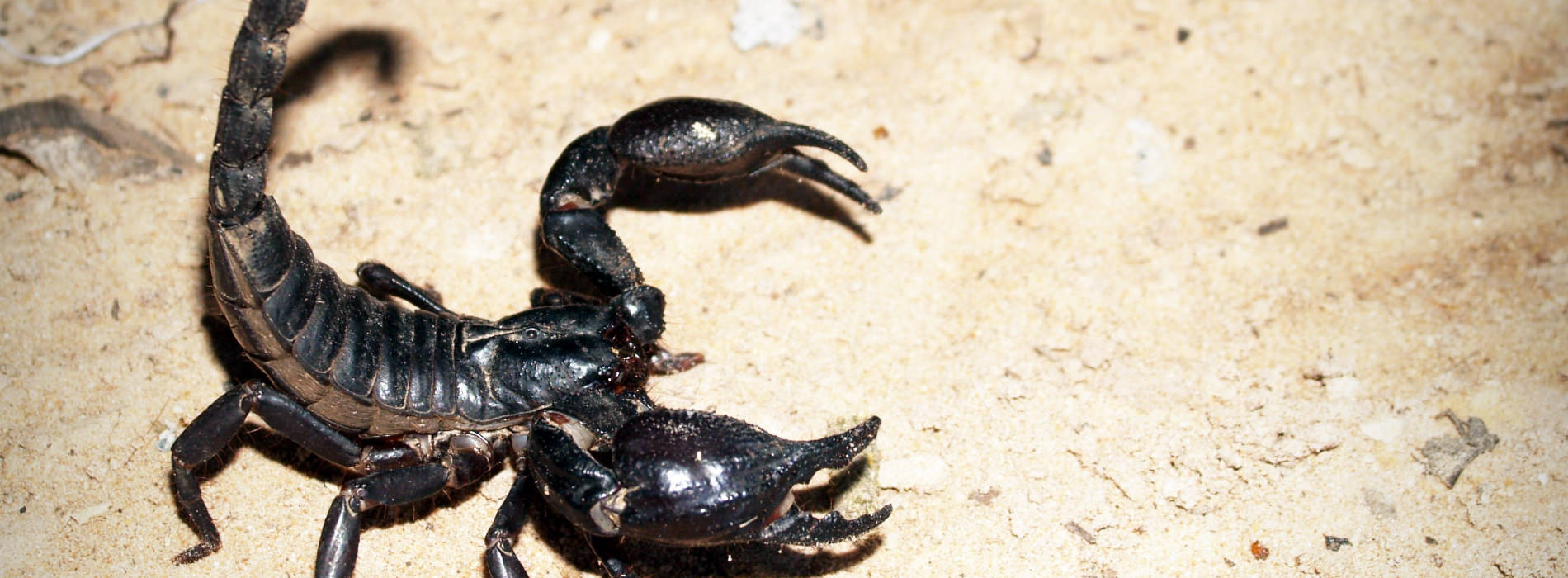 Emperor Scorpion