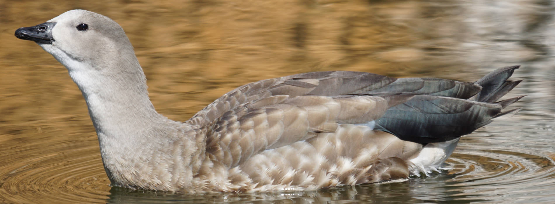 Abyssinian Blue-Winged Goose