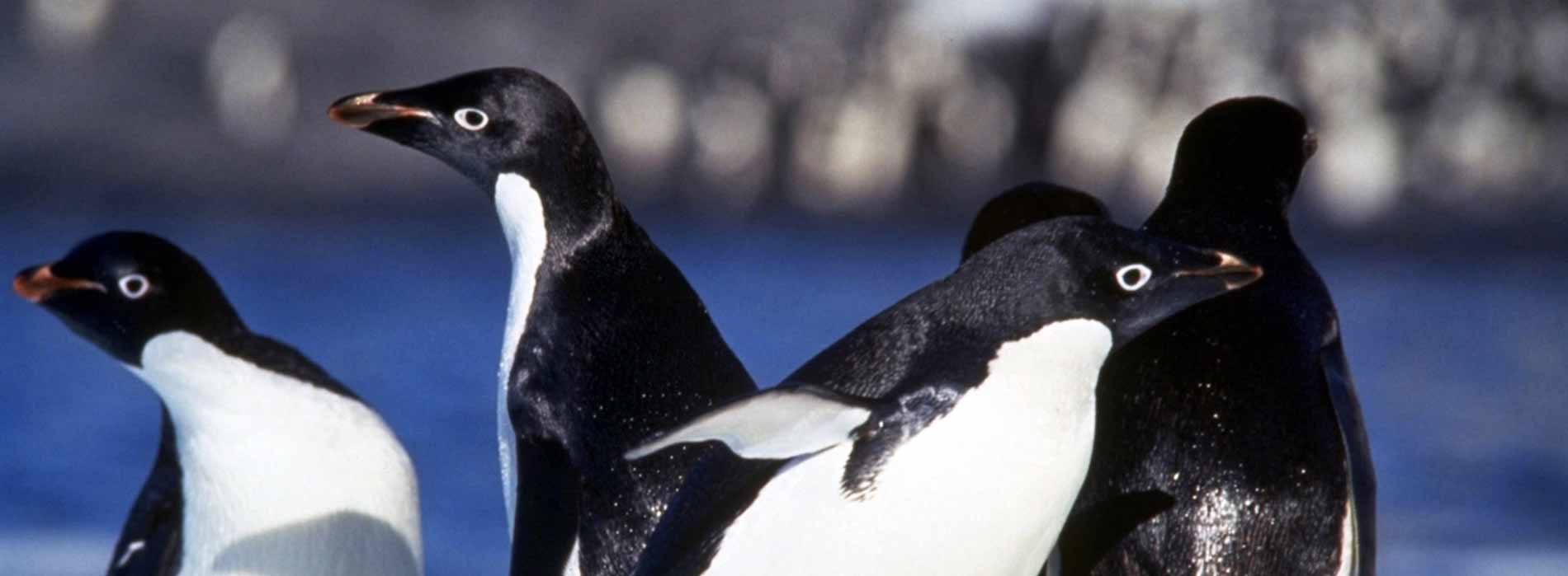 Adelie Penguin