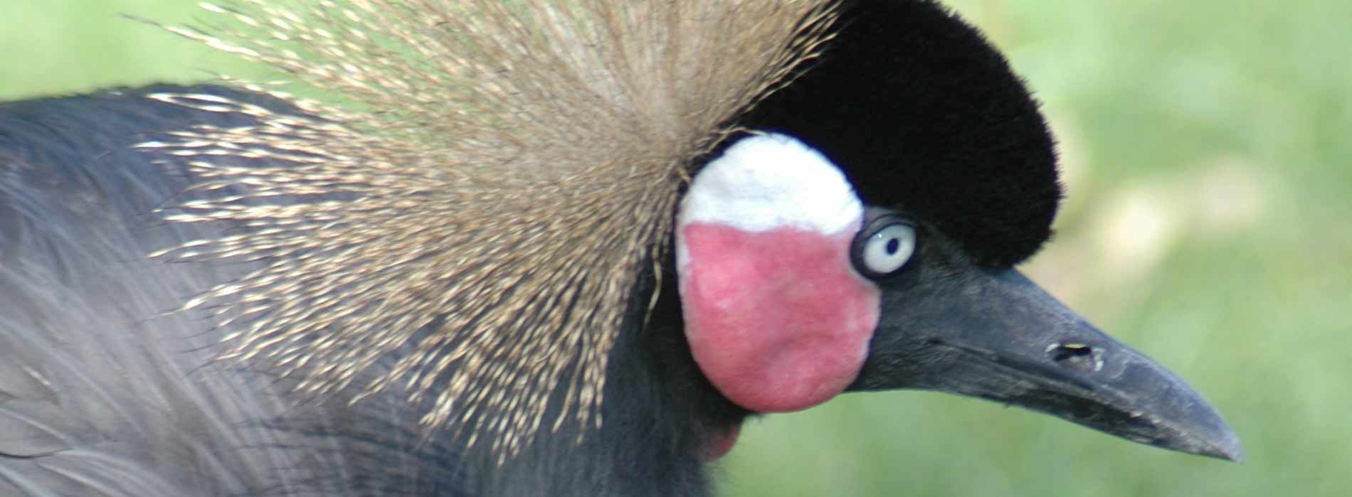 African Crowned Crane
