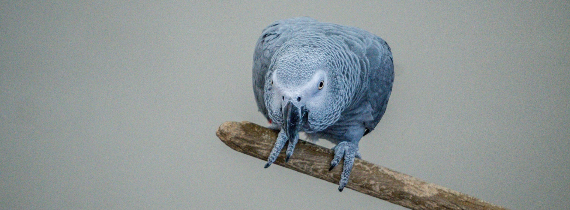 African Gray Parrot