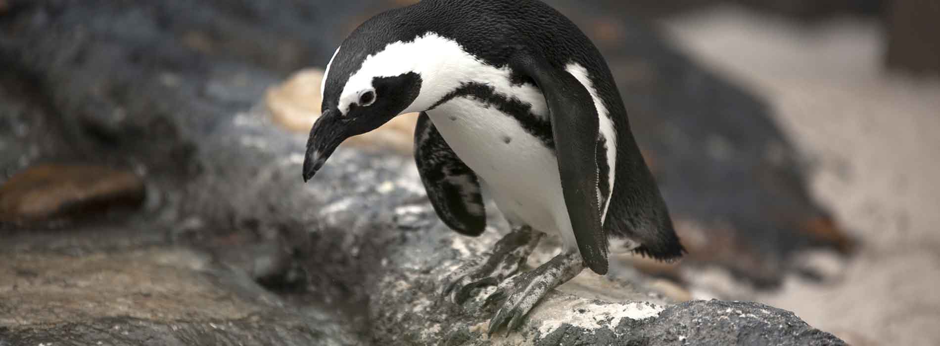 African penguin
