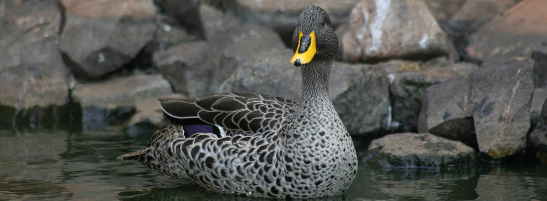 African Yellow Billed Duck