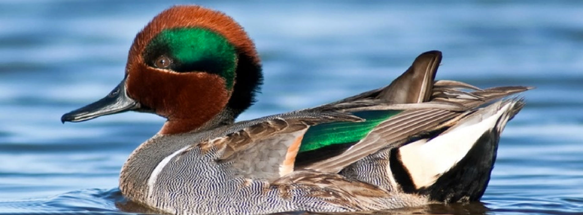 American Green Wing Teal