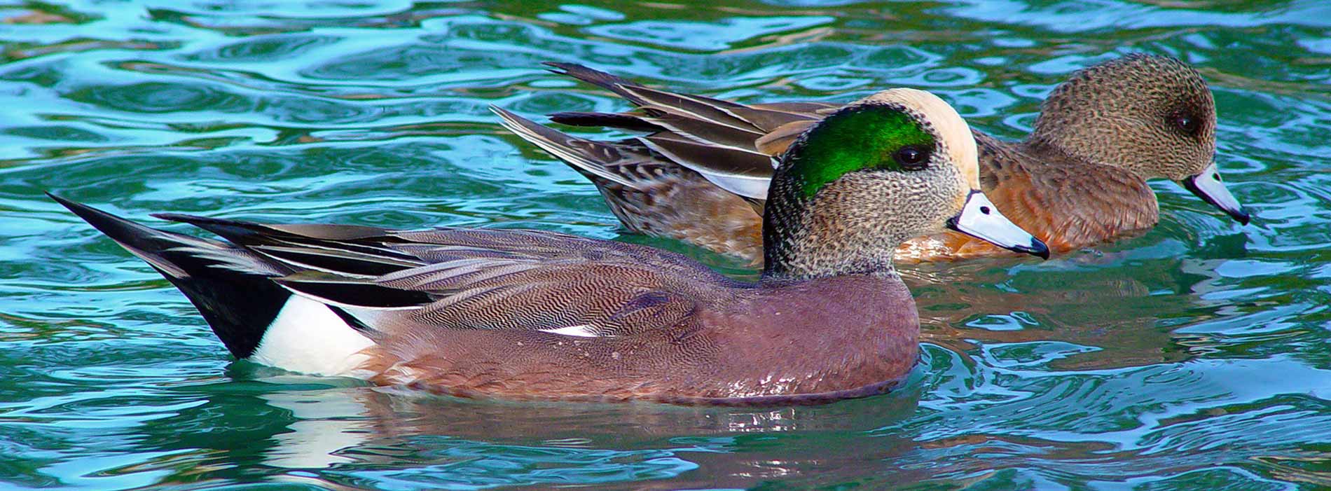 American Wigeon