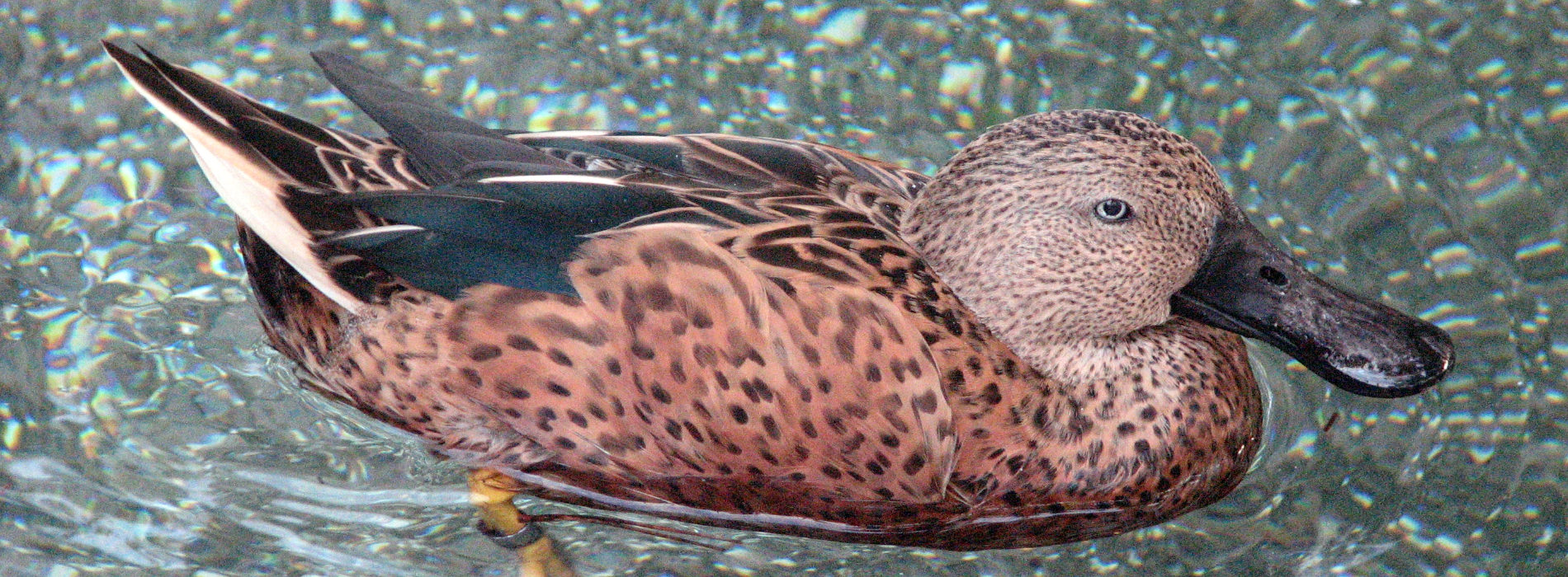 Argentine Red Shoveler