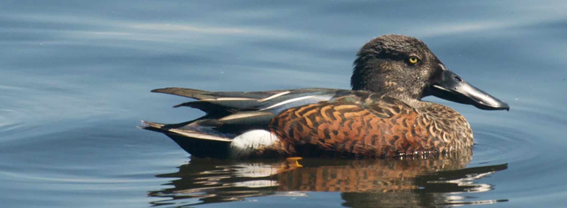 Australian Shoveler