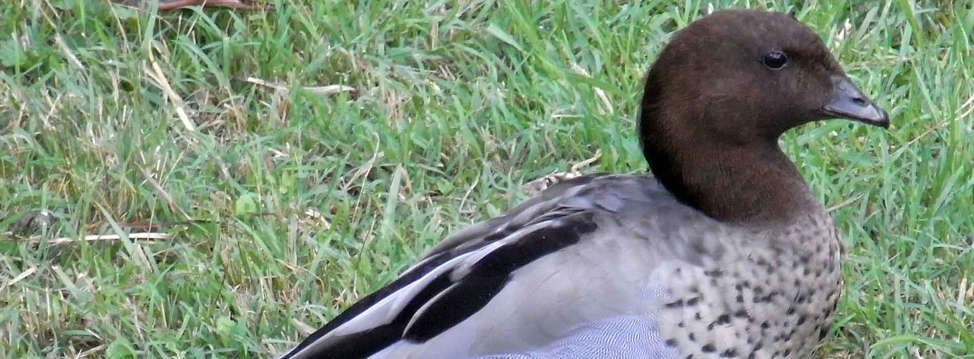 Australian Wood Duck