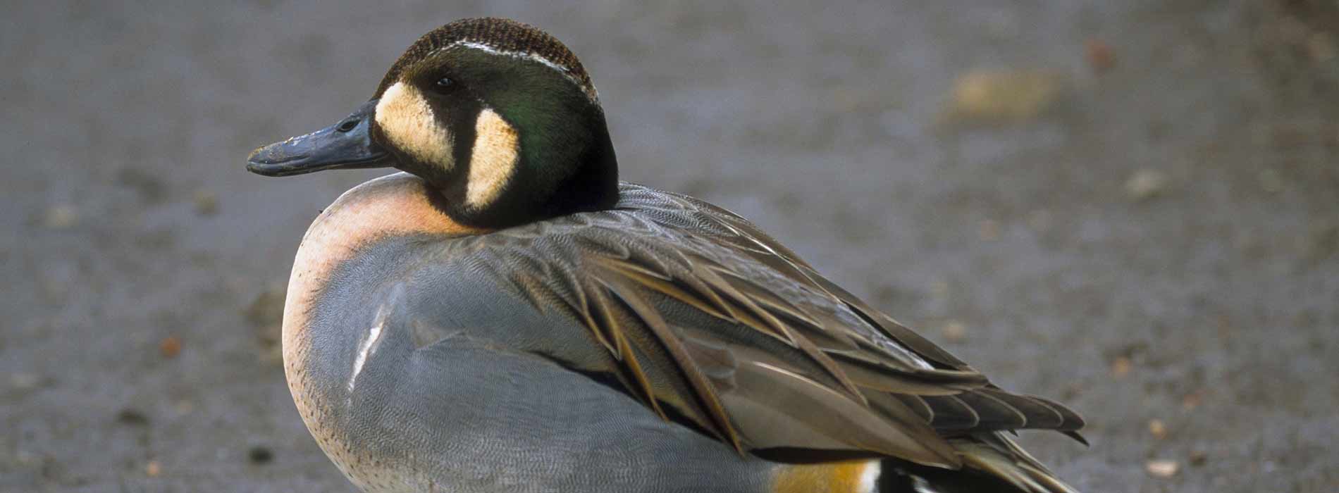 Baikal Teal