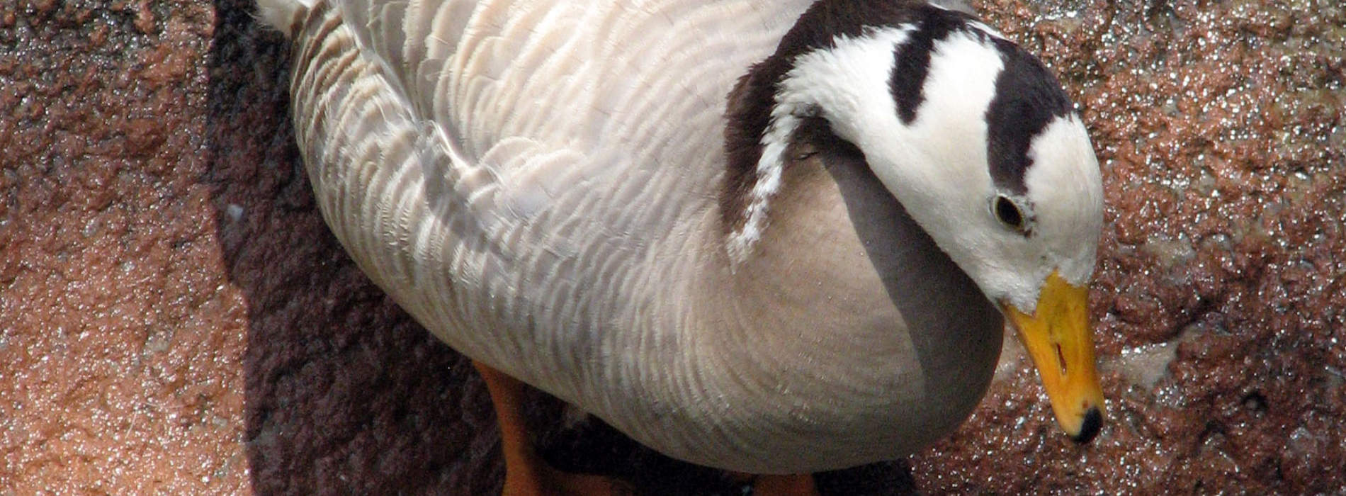 Bar-Headed Goose