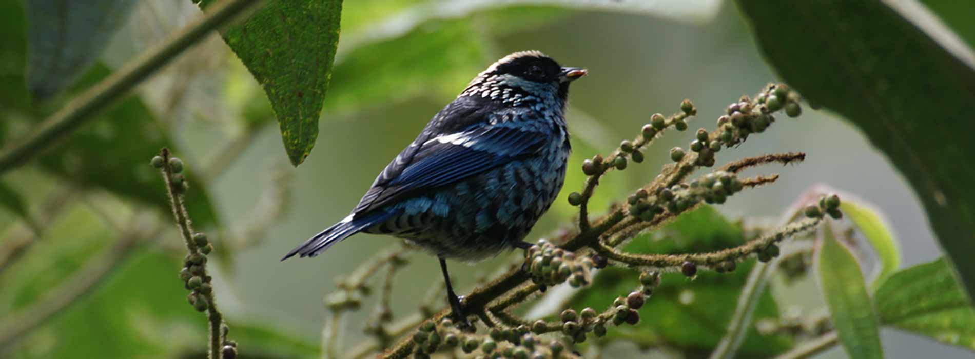 Beryl Spangled Tananger