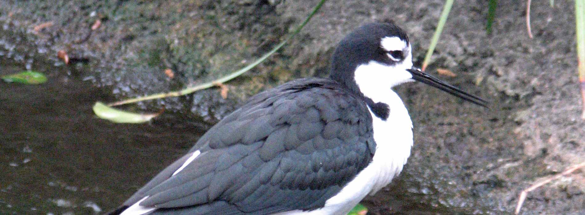 Black-Necked Stilt